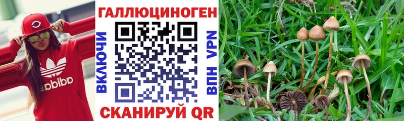 Псилоцибиновые грибы прущие грибы omg сайт Зея